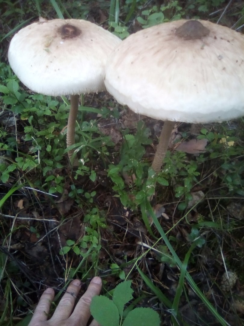 Съедобные грибы Оренбургской области