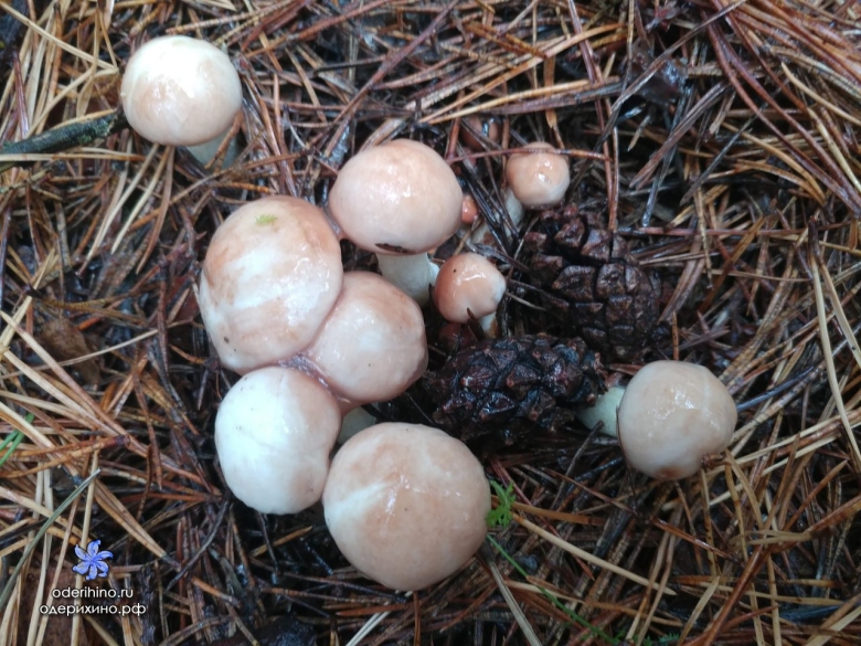 Баушата грибы фото