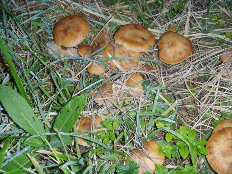 Маслята луговые