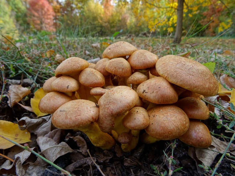 Gymnopilus junonius