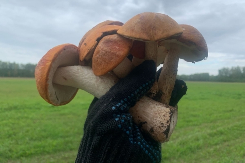 Грибы сачки