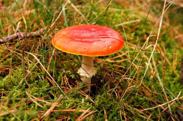 Полевые грибы съедобные