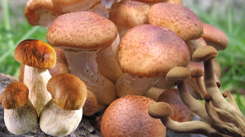 Когда пойдут опята в Подмосковье