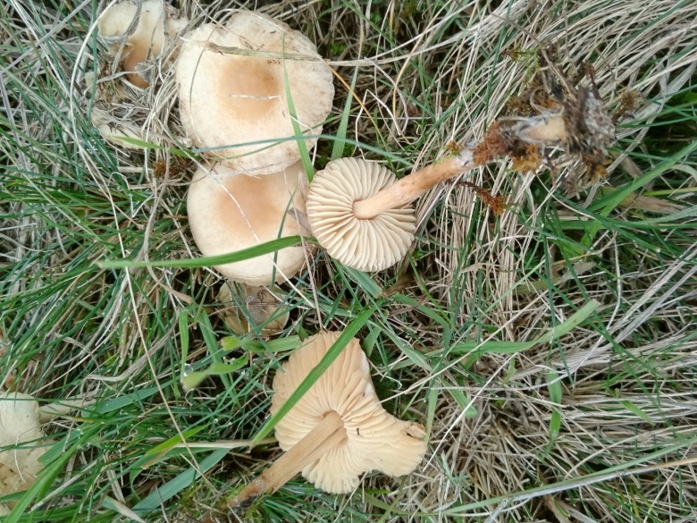 Грибы в Ростовской области рядовка