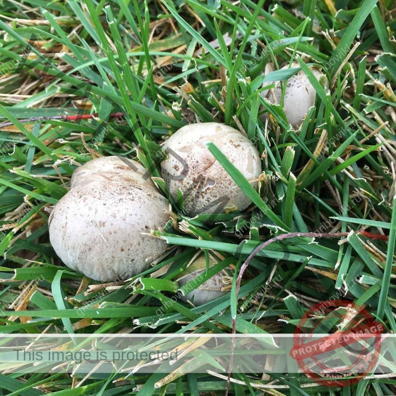 Шампиньон Романьези в Крыму