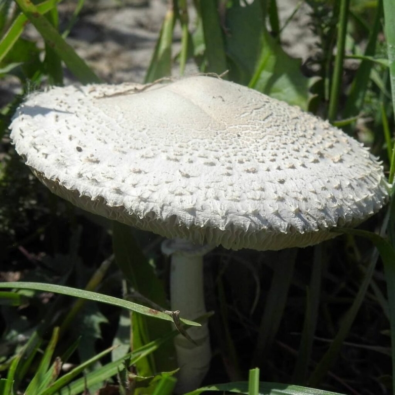 Зонтик белый macrolepiota excoriata