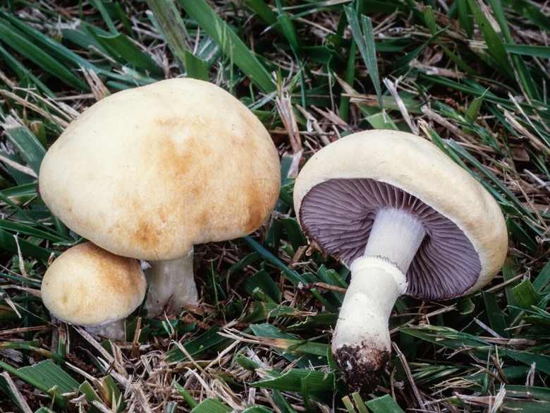 Строфария корончатая Psilocybe Coronilla