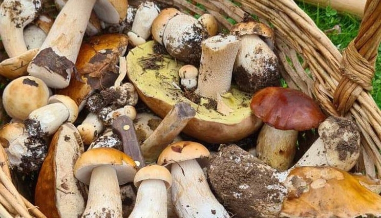 Грибы подмосковья