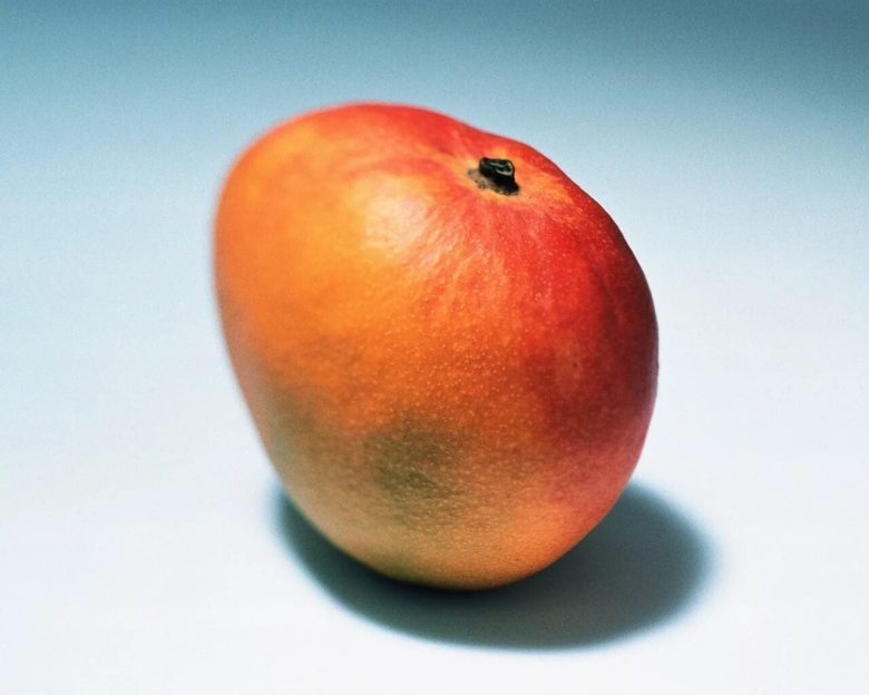 Манго сорт кент