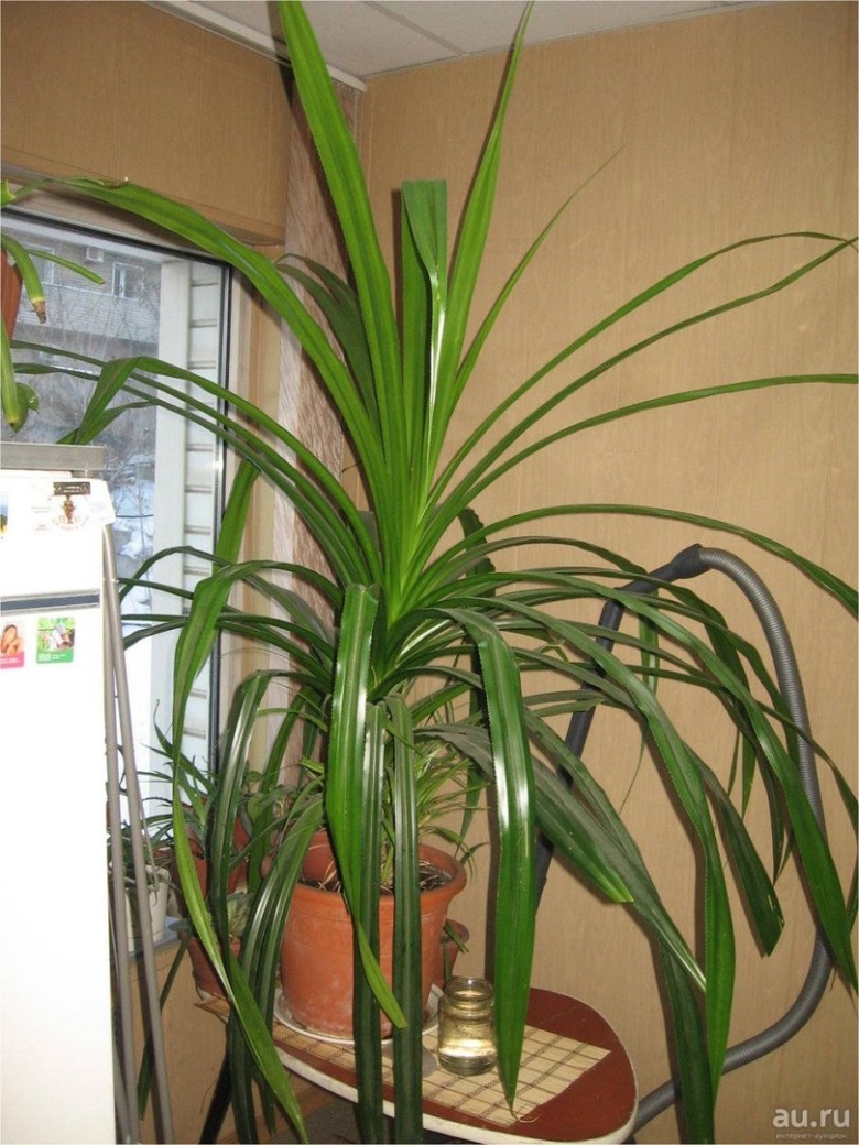 Юкка Драцена панданус Кордилина
