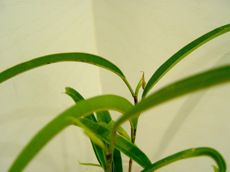 Фикус с длинными узкими листьями