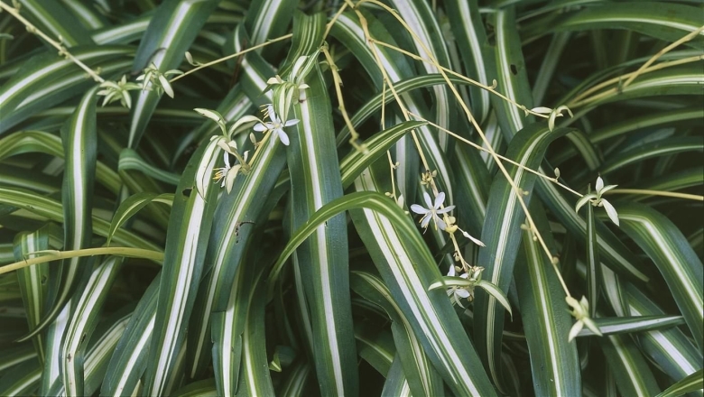Хлорофитум Капский Chlorophytum capense