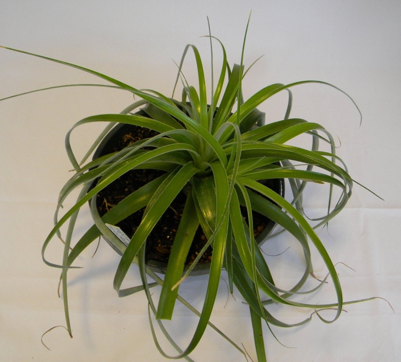 Хлорофитум панданус