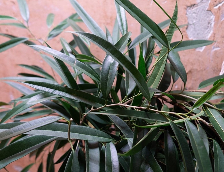 Фикус Али вариегатный