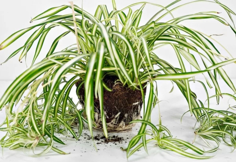 Хлорофитум рассада