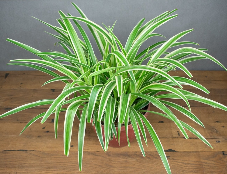 Хлорофитум осока