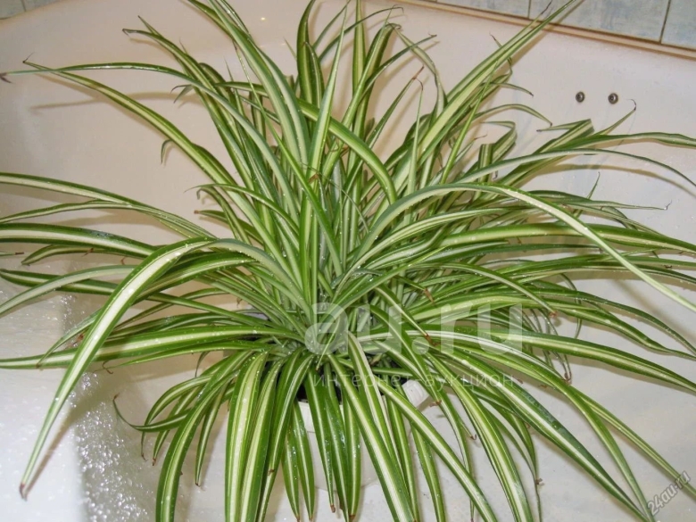 Хлорофитум comosum