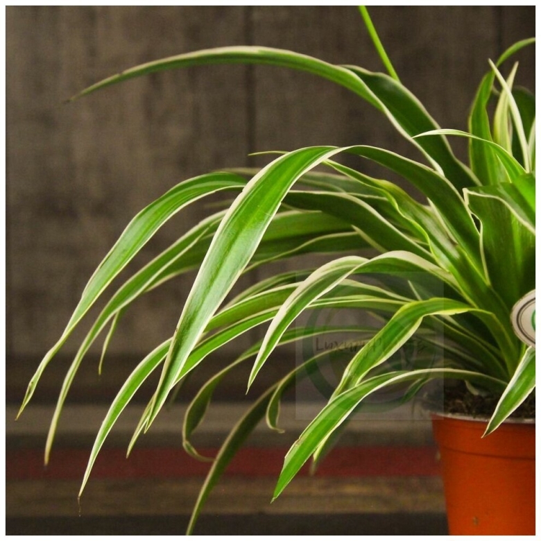 Хлорофитум сорт оушен