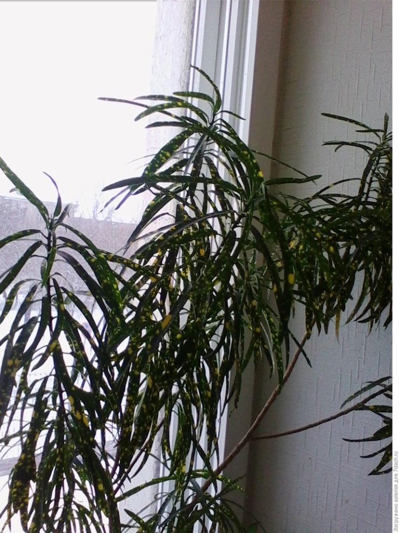 Кротон иволистный