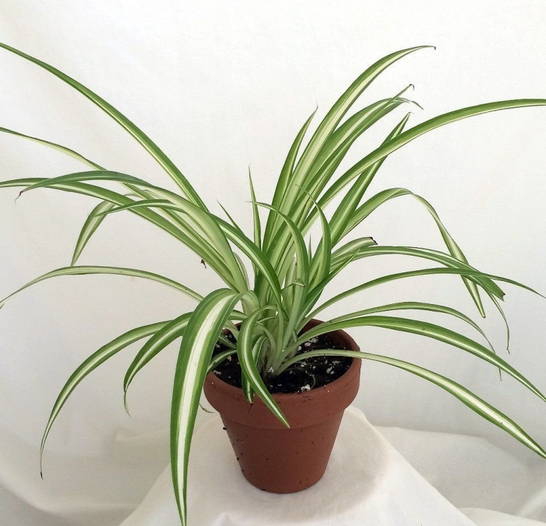 Хлорофитум хохлатый vittatum