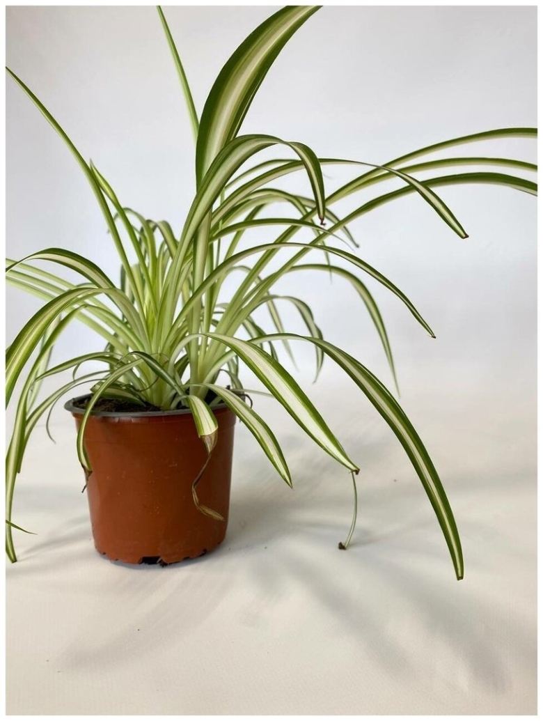 Луковичное растение с длинными узкими листьями