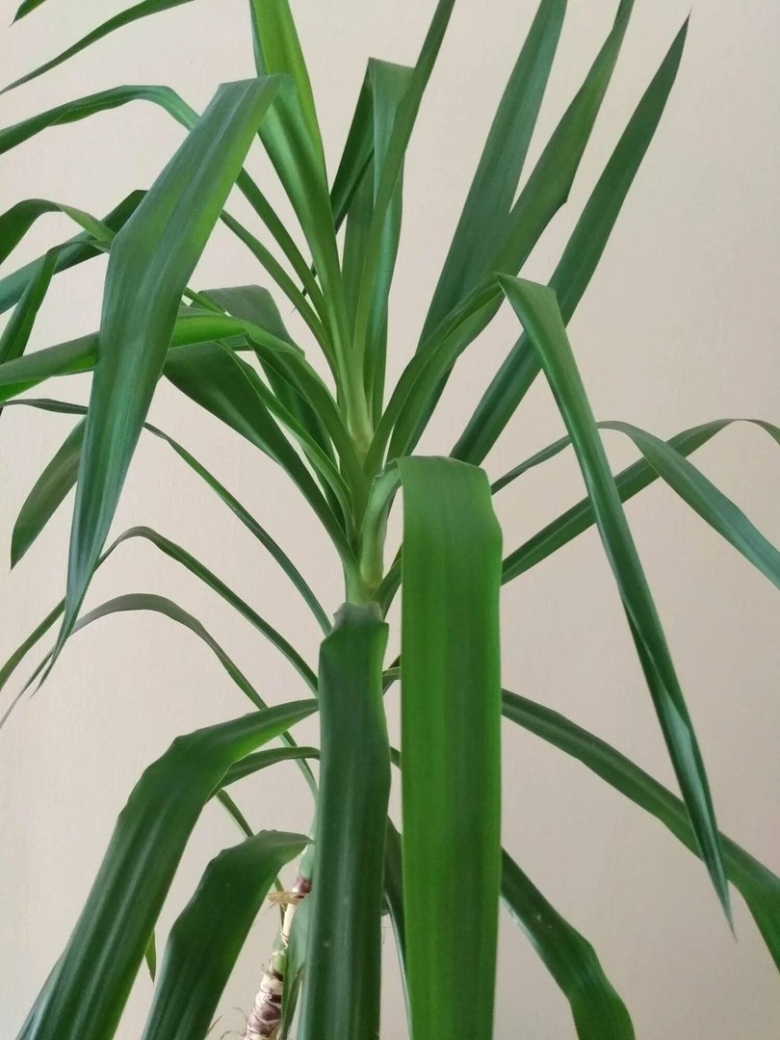 Юкка драцена панданус