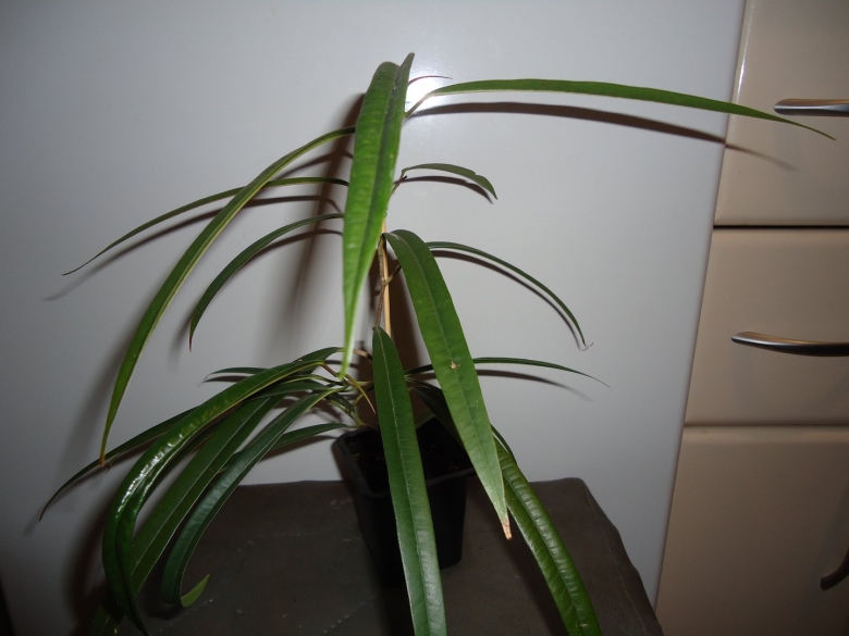 Фикус Бенджамина с длинными узкими листьями