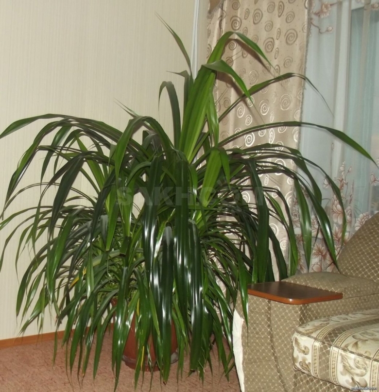 Цветок Пальма панданус