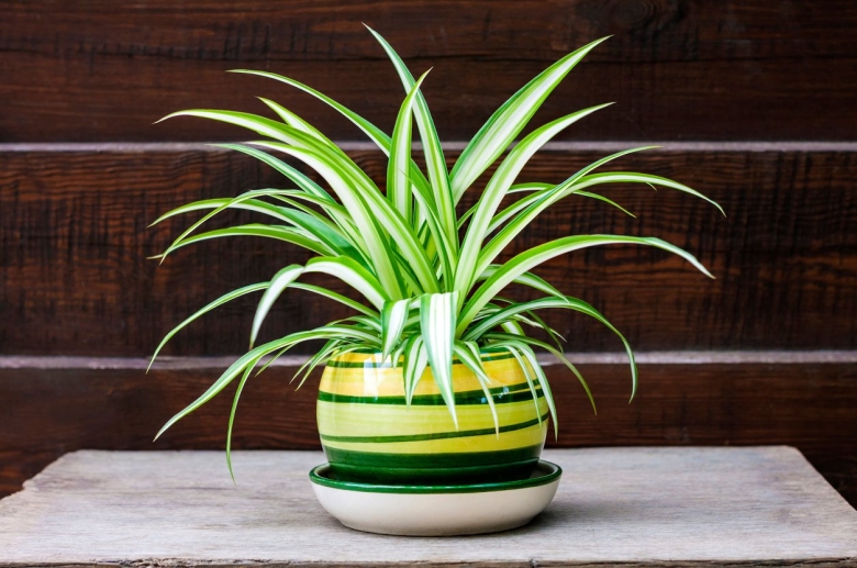 Хлорофитум хохлатый chlorophytum comosum