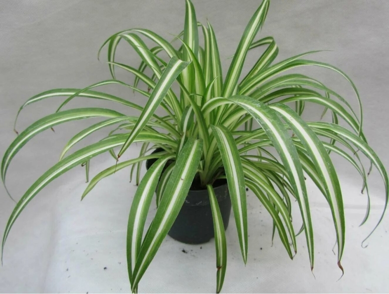 Хлорофитум хохлатый