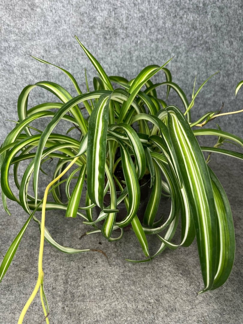 Хлорофитум лаксум