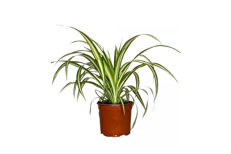 Хлорофитум Бонни Грин