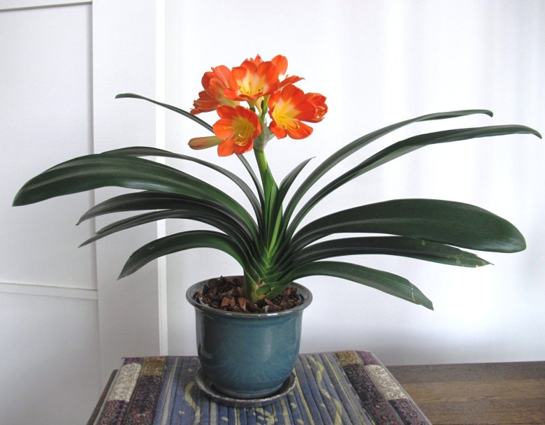 Цветок Кливия киноварная