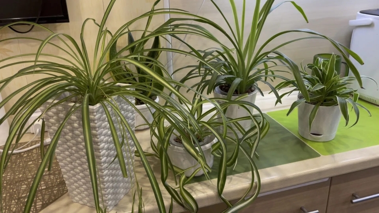 Хлорофитум кудрявый