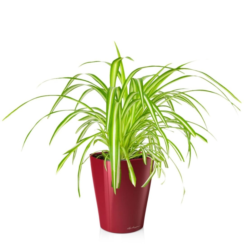 Хлорофитум хохлатый