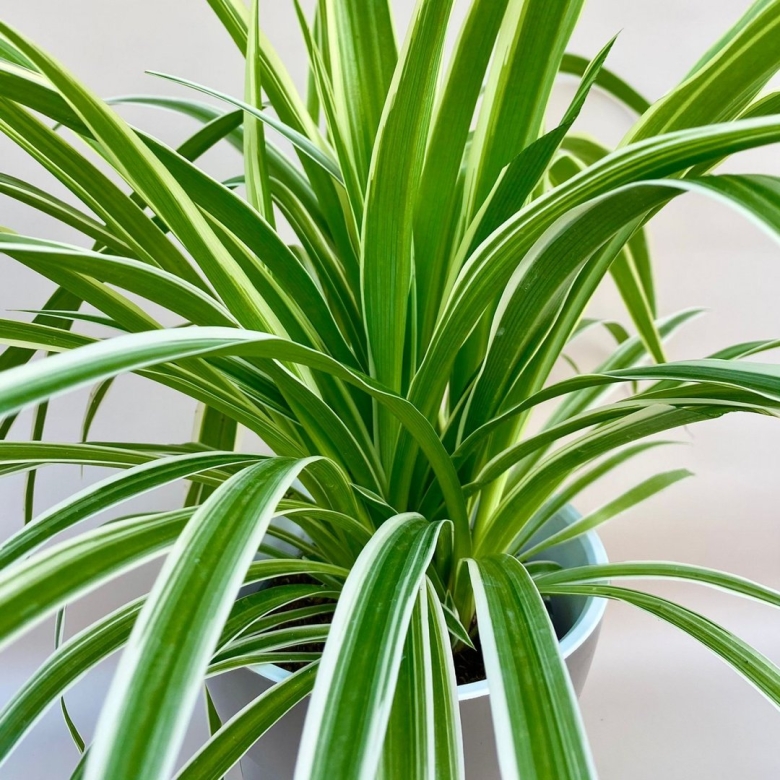 Хлорофитум комнатный