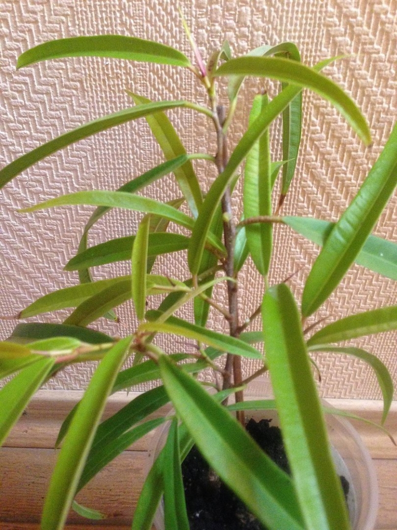 Фикус Амстел Грин Голд