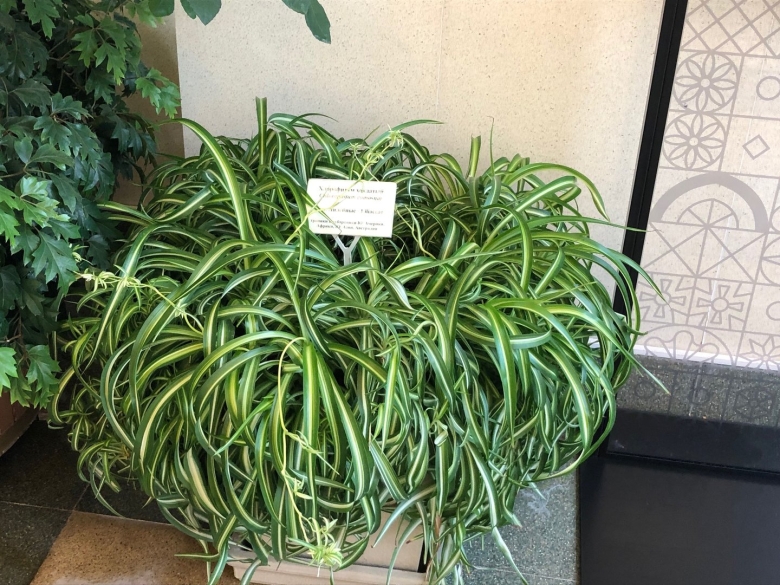 Хлорофитум хохлатый