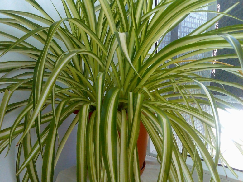 Комнатное растение хлорофитум