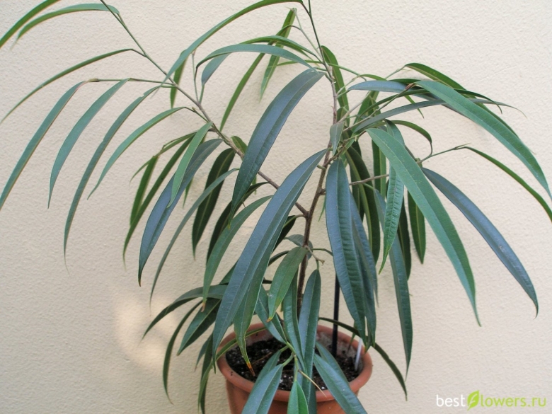 Фикус биннендийка Али