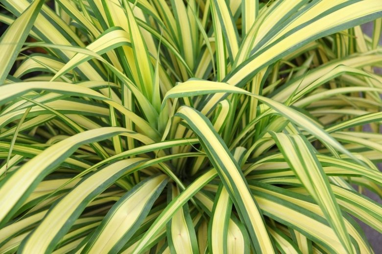 Осока carex oshimensis evergold
