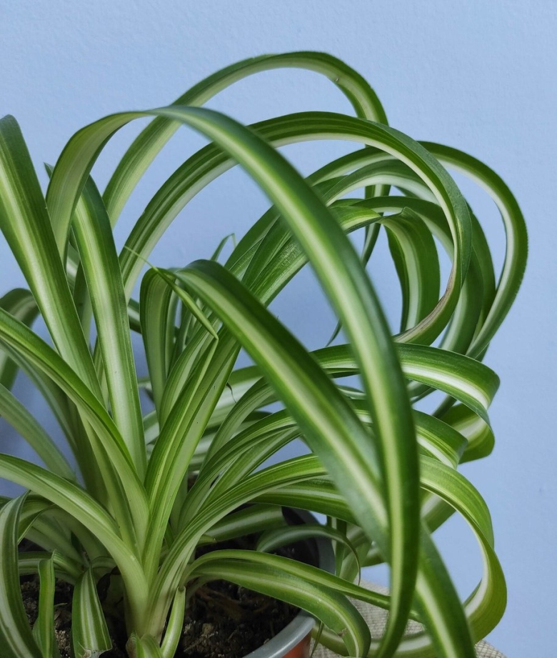 Хлорофитум вариегата