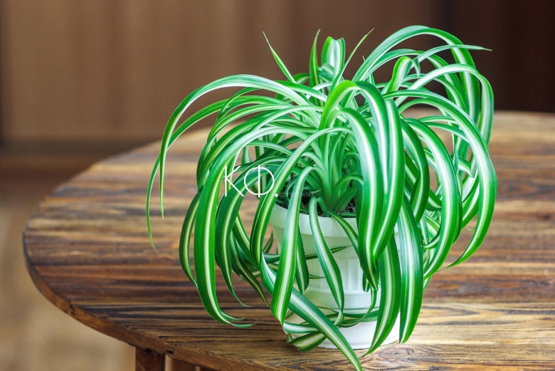 Комнатные растения хлорофитум хохлатый