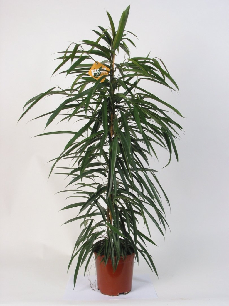 Фикус биннендийка Али