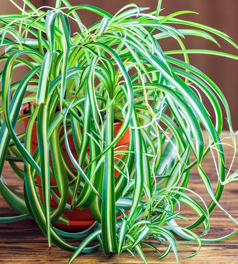 Растение похожее на хлорофитум