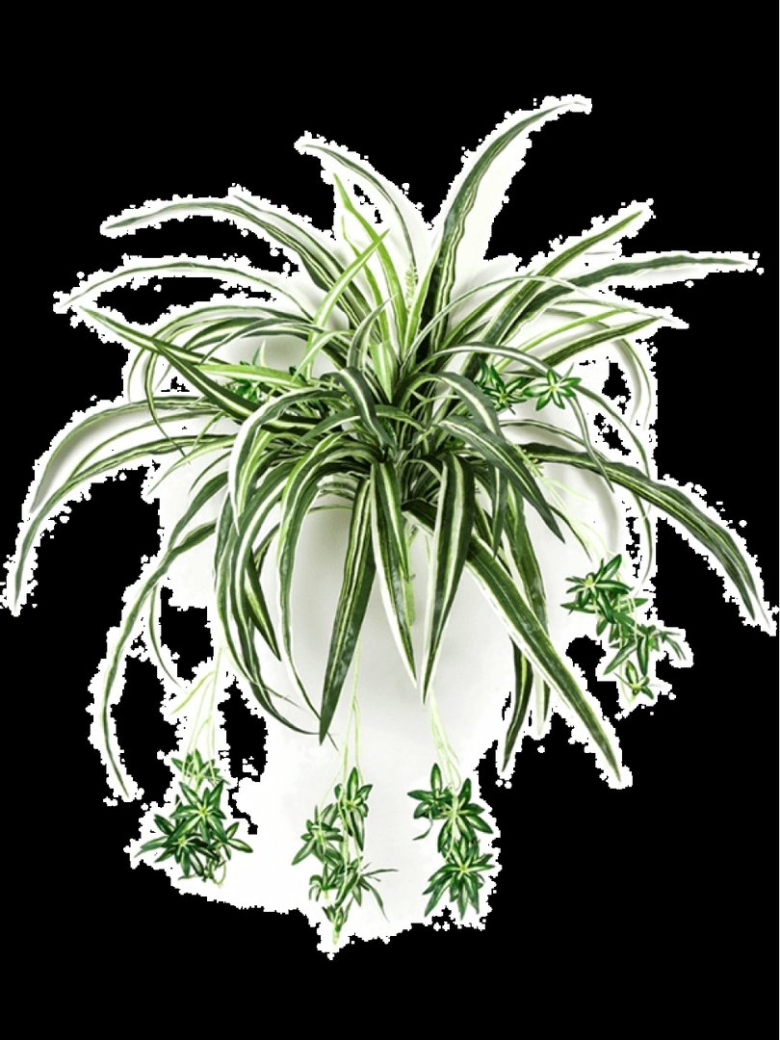 Хлорофитум ампельный