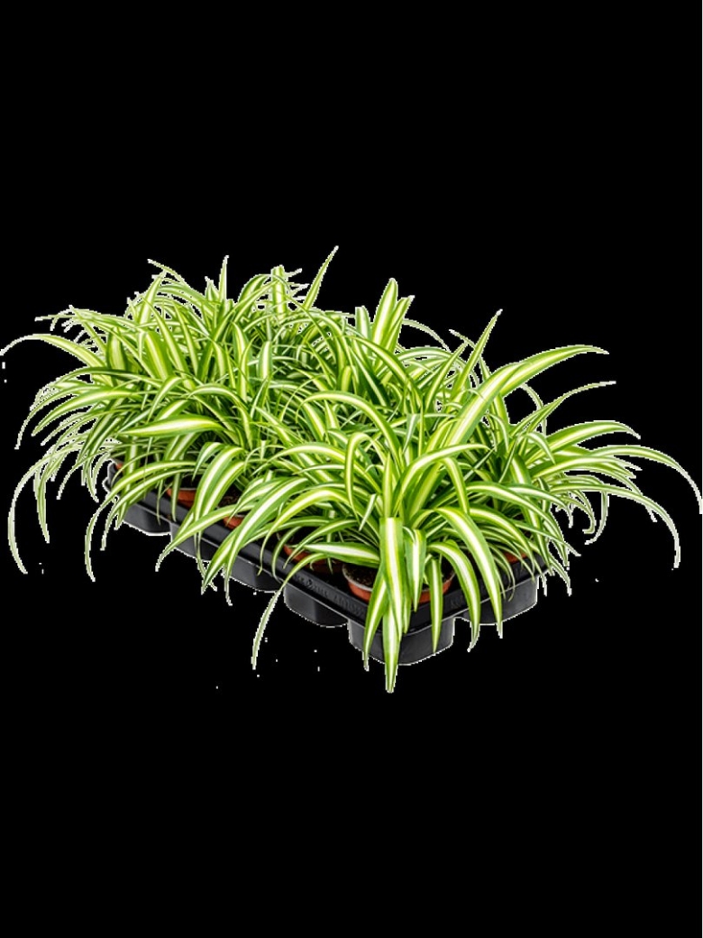 Хлорофитум комосум