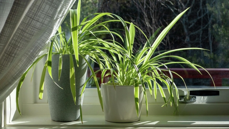 Хлорофитум осока