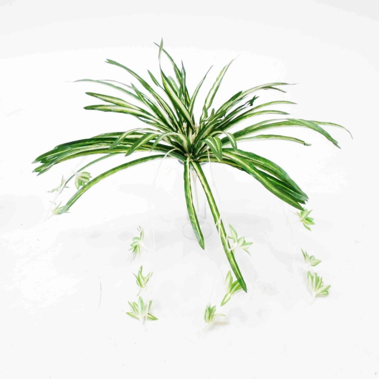 Цветок хлорофитум