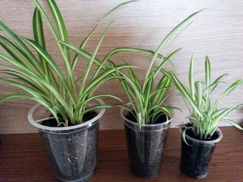 Хлорофитум осока